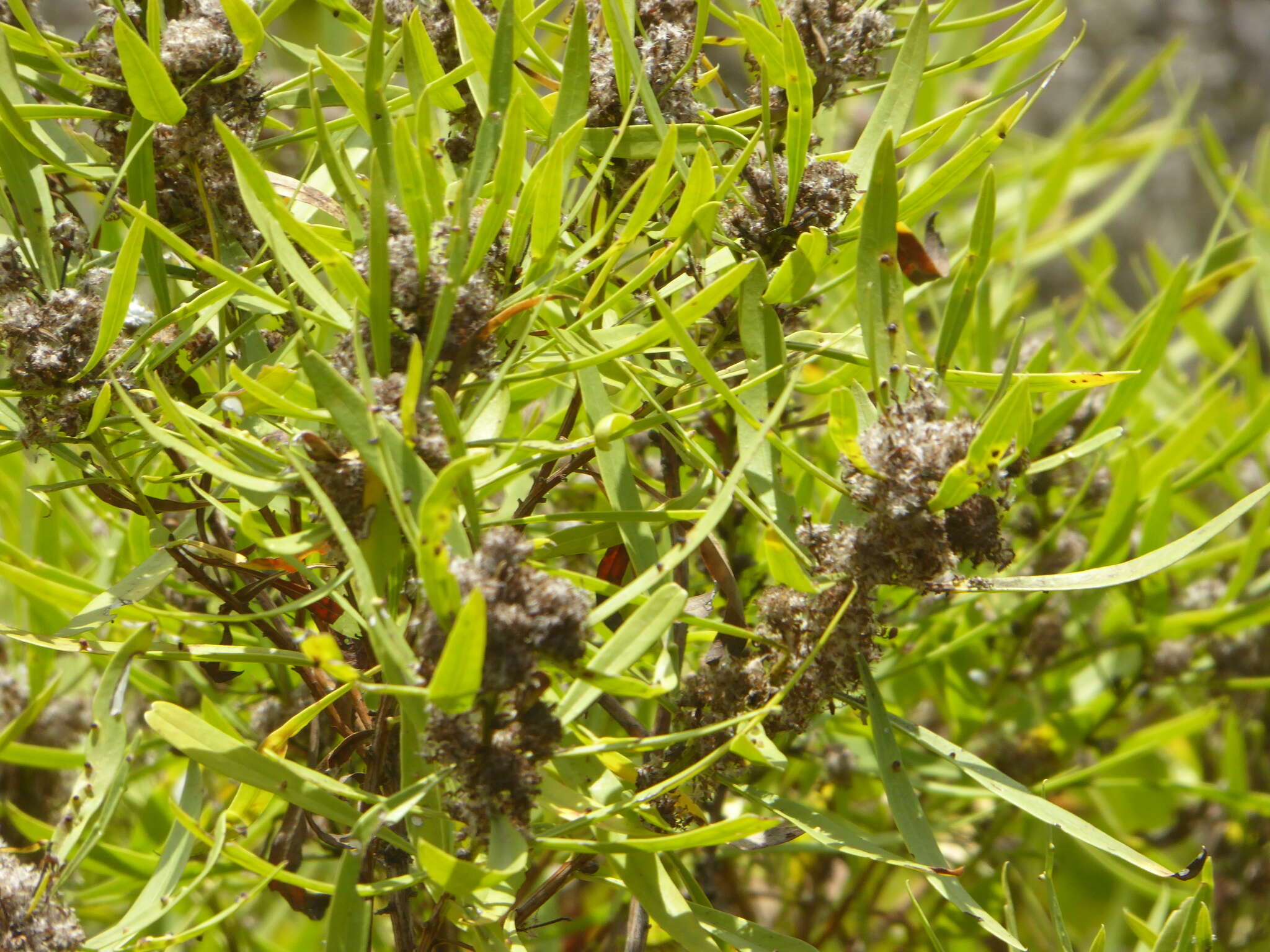 Image of Globularia salicina Lam.