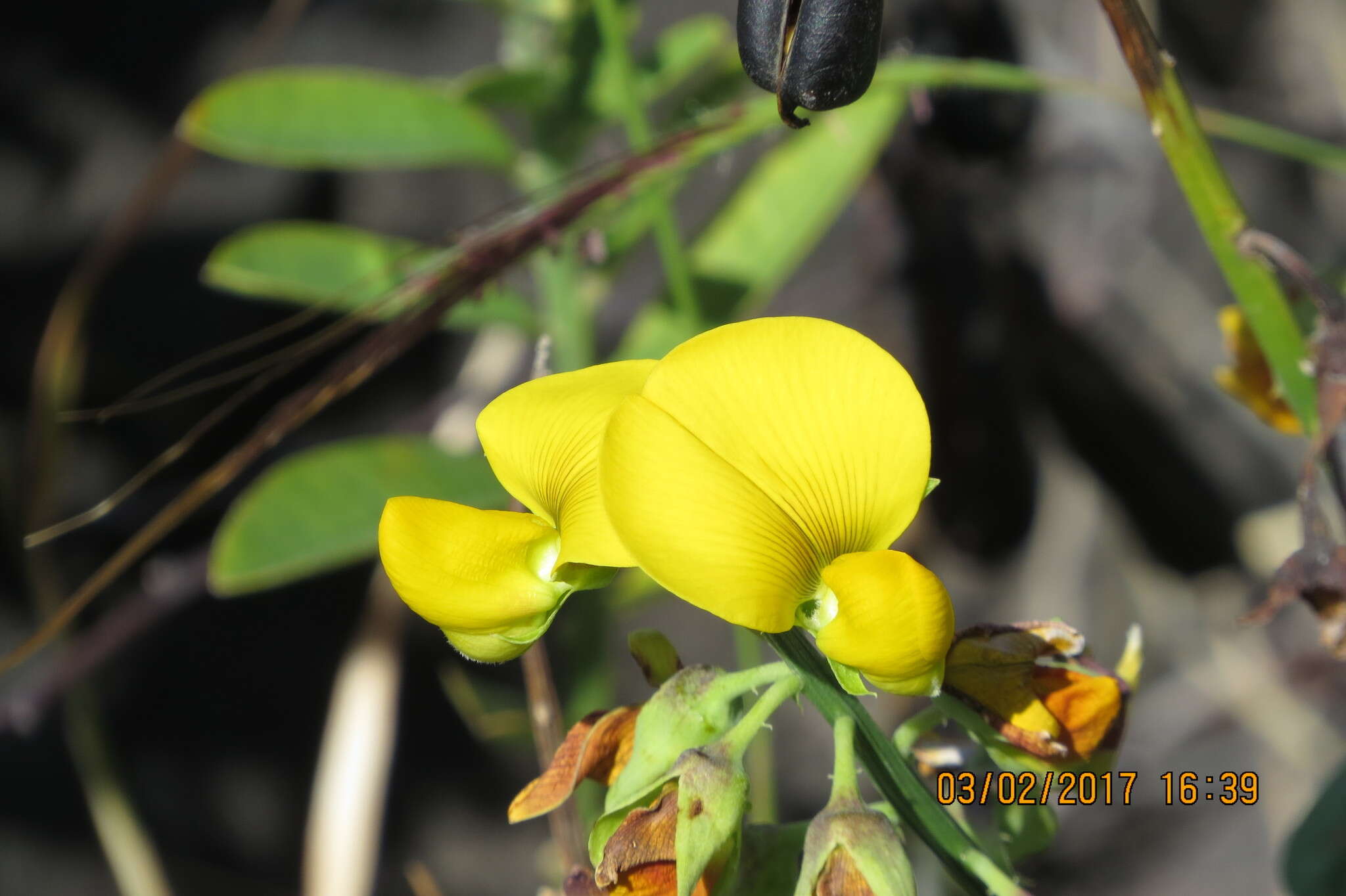 Image of showy crotalaria