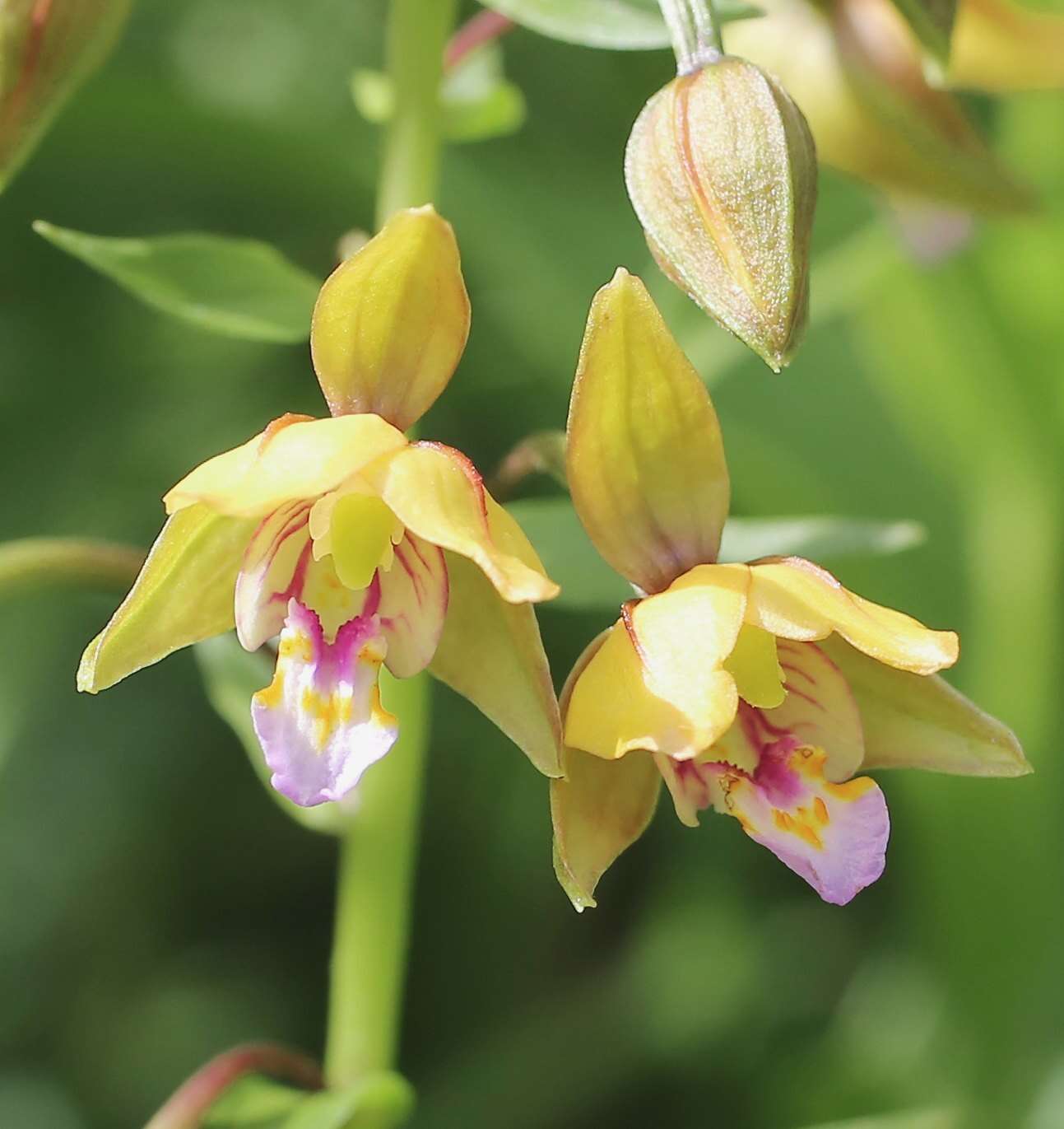 Epipactis thunbergii A. Gray resmi