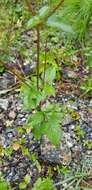 Image of Bidens bicolor Greenm.