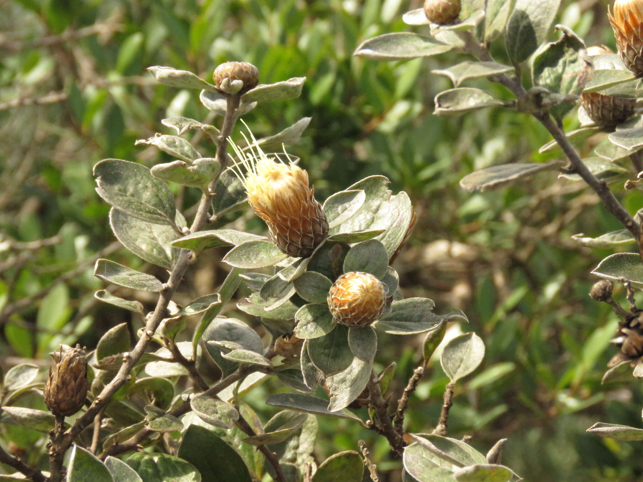 Image of Dasyphyllum sprengelianum (Gardn.) Cabrera