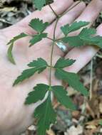 Image of hairyjoint meadowparsnip