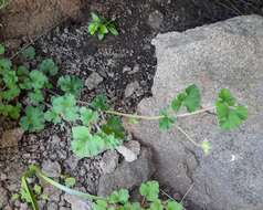 Image of Pelargonium capituliforme Knuth