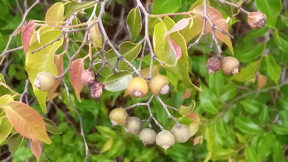 Image of Leptolaena cuspidata Baker