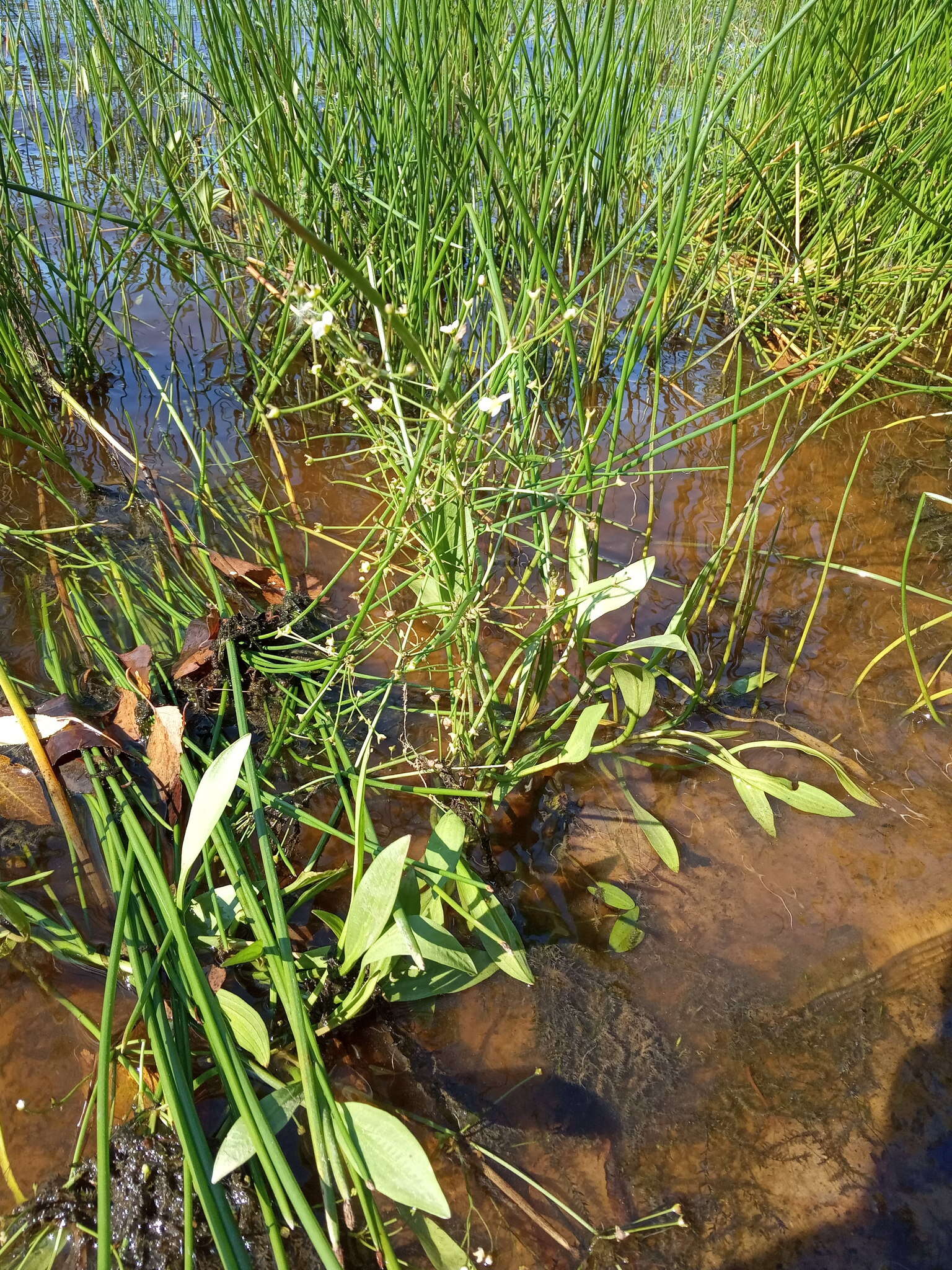 Image of Narrowleaf Water-plantain