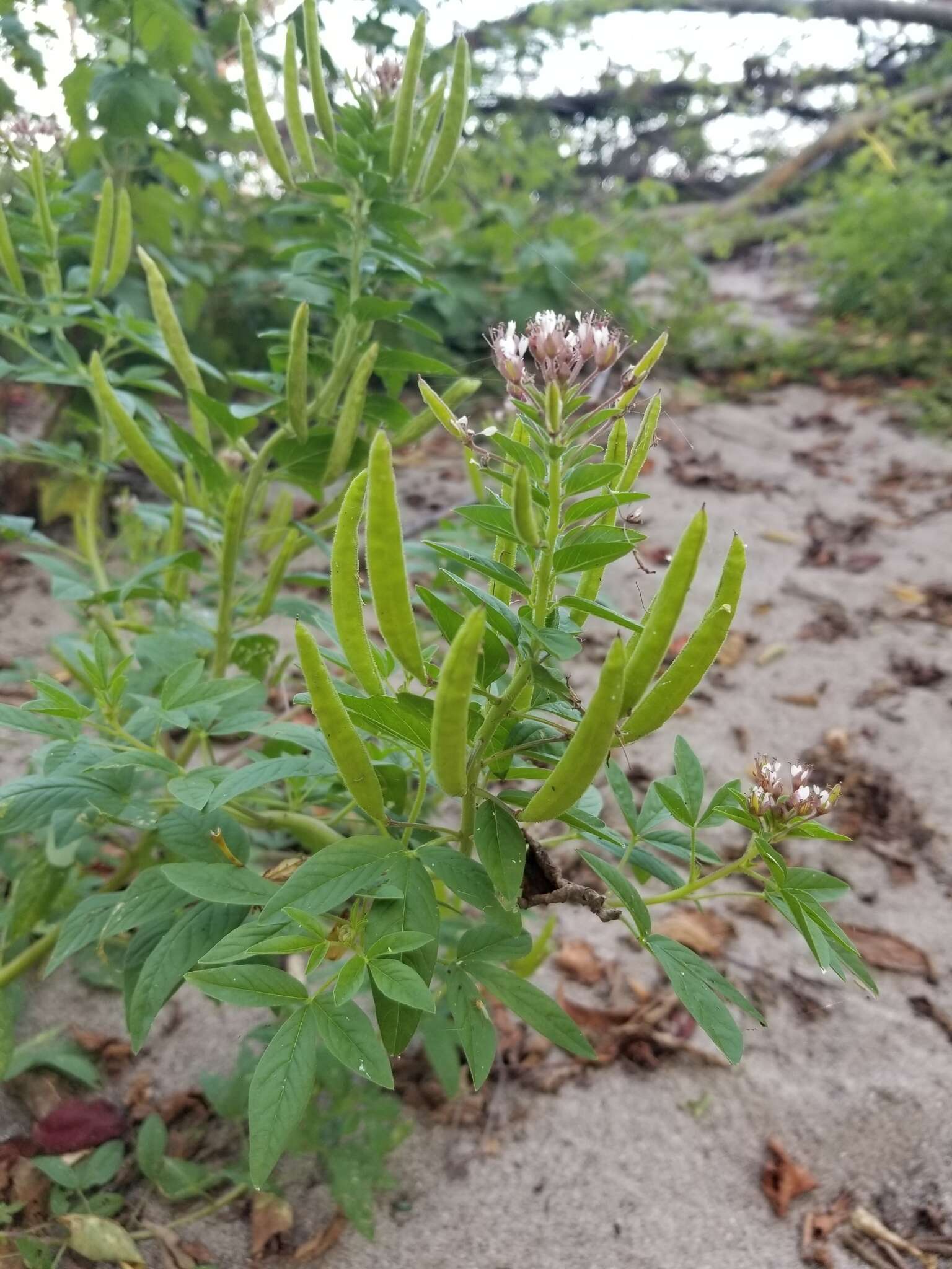 Imagem de Polanisia dodecandra subsp. dodecandra