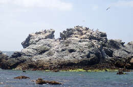 Image of Chatham Island shag