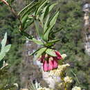 Image of Bomarea goniocaulon Baker