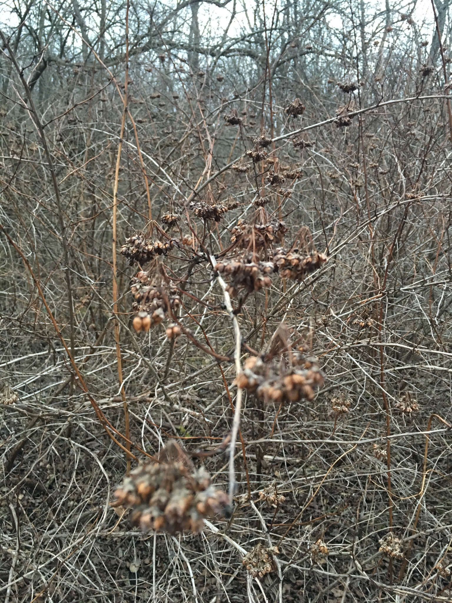 Physocarpus opulifolius (L.) Maxim. resmi