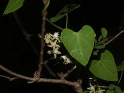 Imagem de Cynanchum mossambicense K. Schum.