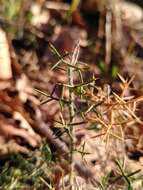 Слика од Genista hispanica subsp. hispanica