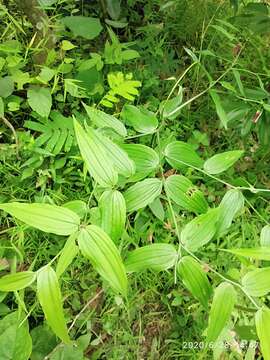 Image of Disporum cantoniense (Lour.) Merr.