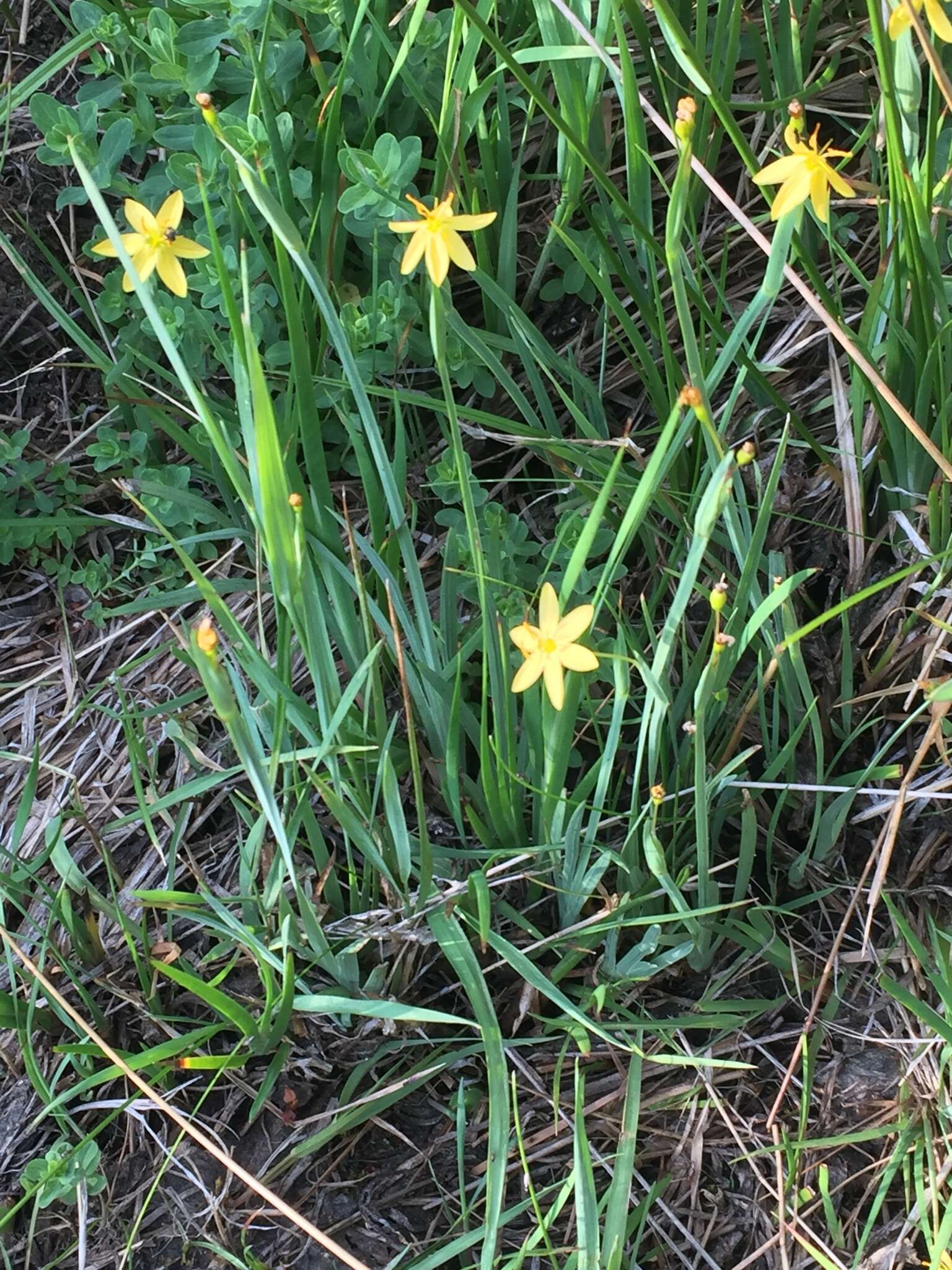 Image of Timberland Blue-Eyed-Grass