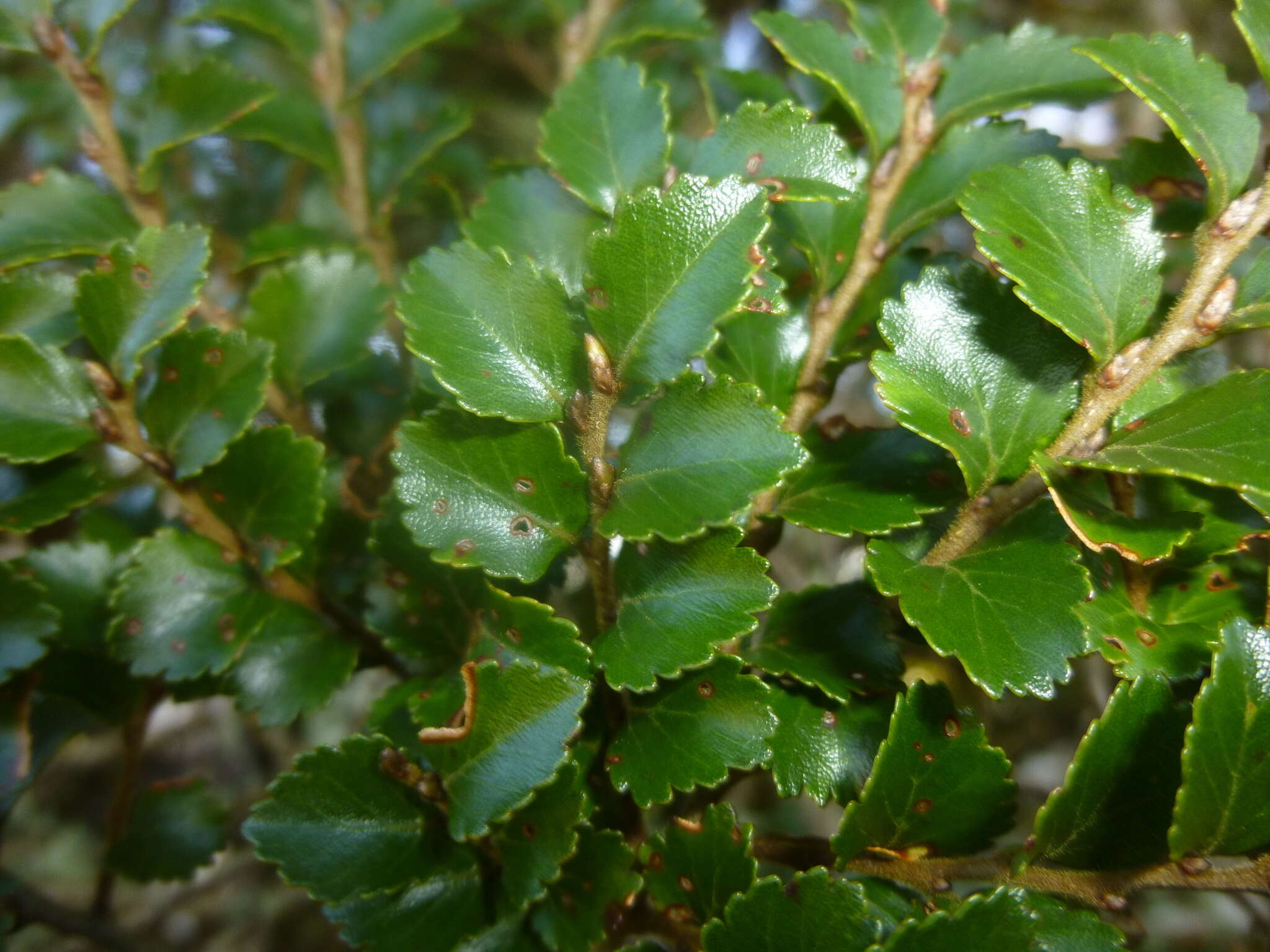 Image of Silver beech