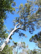 Plancia ëd Eucalyptus exserta F. Müll.