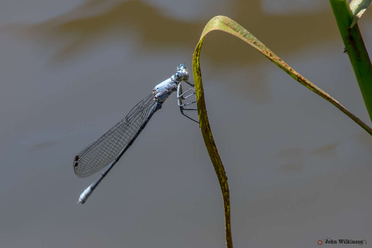 Image of Common Riverjack