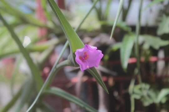 Image of Tradescantia hirta D. R. Hunt