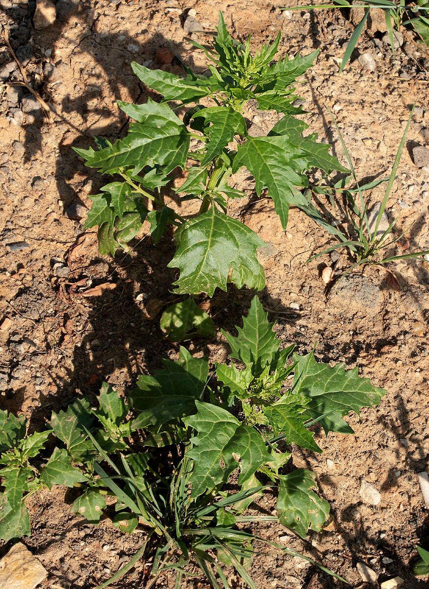 Image of Red Goosefoot