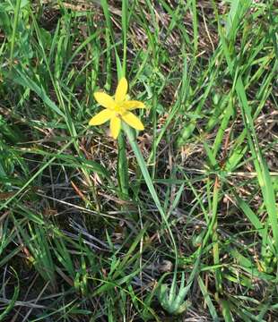 Image of Timberland Blue-Eyed-Grass