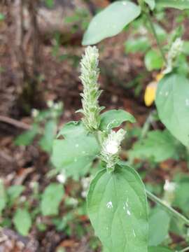 Image of Isoglossa glandulosissima K. Balkwill