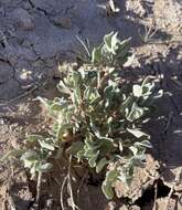 Plancia ëd Atriplex longitrichoma H. C. Stutz, G. L. Chu & S. C. Sanderson