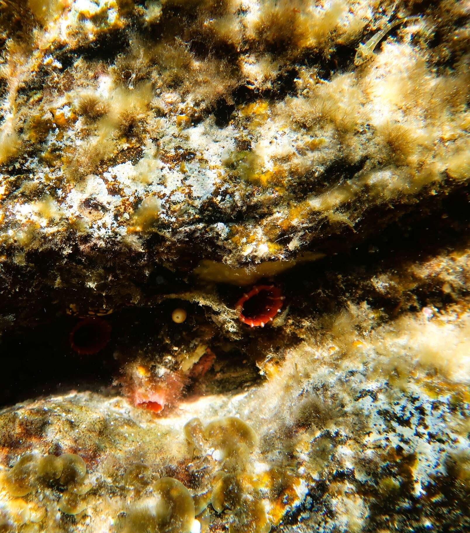 Image of Grey sea squirts