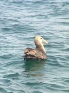 Image of Antarctic Giant-Petrel