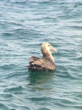 Image of Antarctic Giant-Petrel