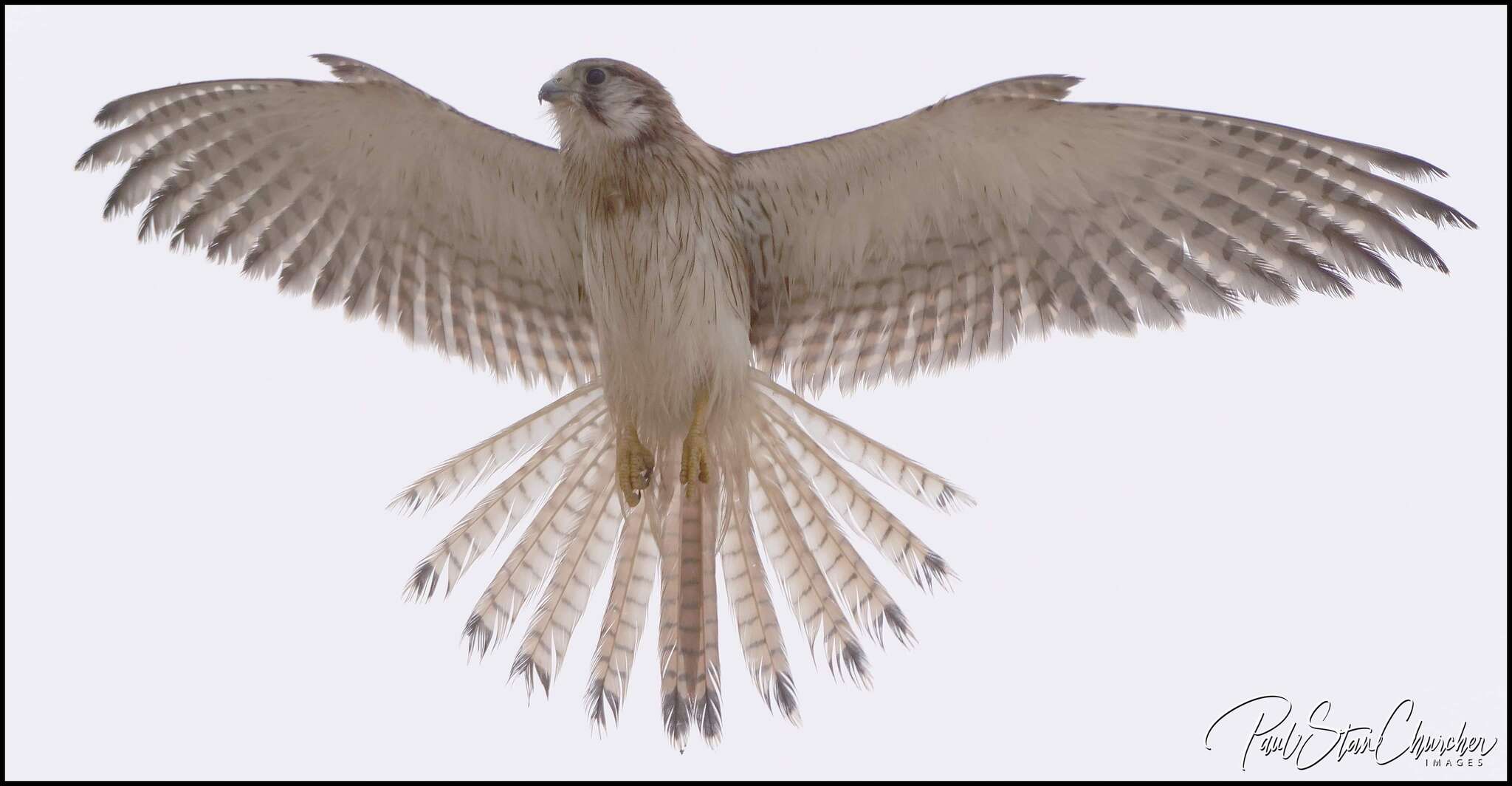 Image of Falco cenchroides cenchroides Vigors & Horsfield 1827