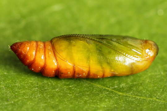 Image of Agonopterix heracliana Linnaeus 1758