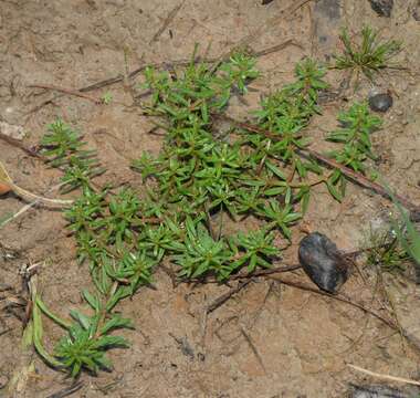 Image of Rotala mexicana Cham. & Schlechtend.