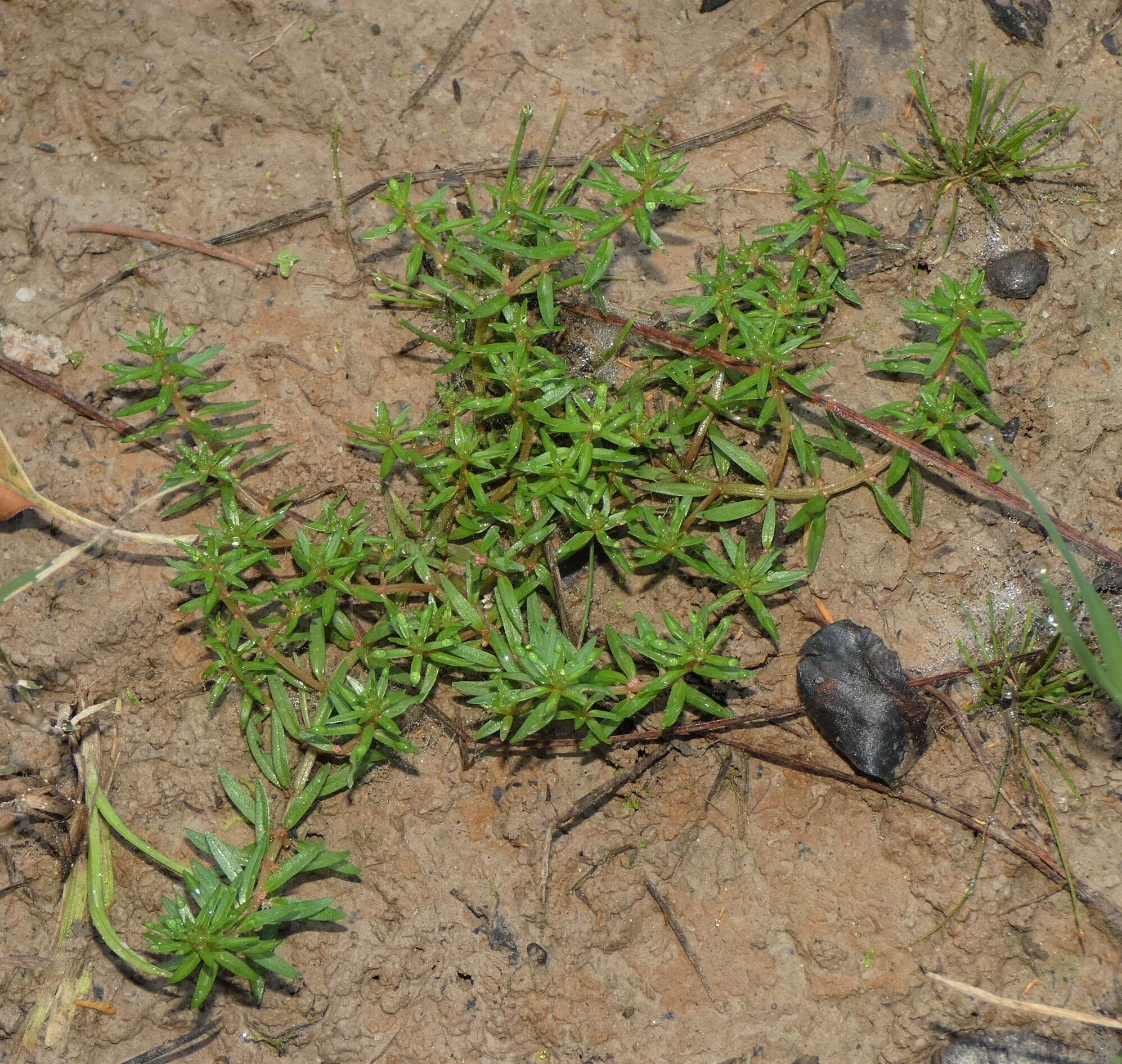 صورة Rotala mexicana Cham. & Schlechtend.