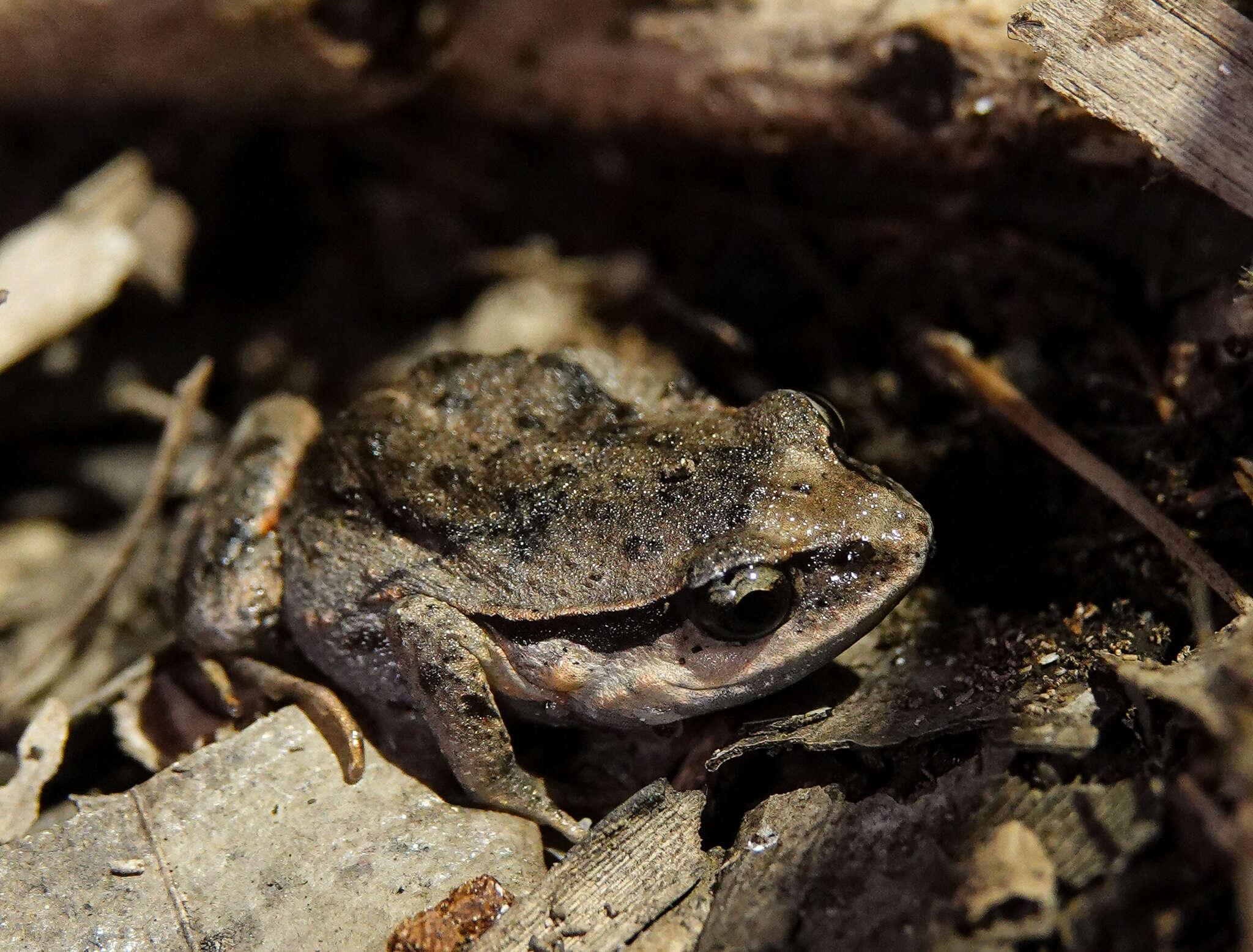 Image of Haswell’s Froglet