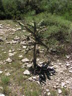 Image of tree cholla