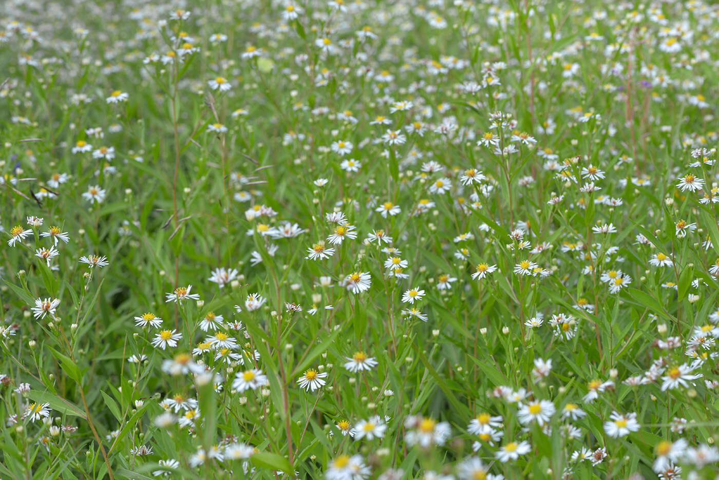 Image de Symphyotrichum salignum (Willd.) G. L. Nesom