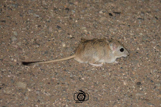 Image of Indian Gerbil