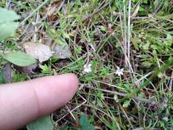 صورة Lobelia filicaulis (C. Presl) Schönland