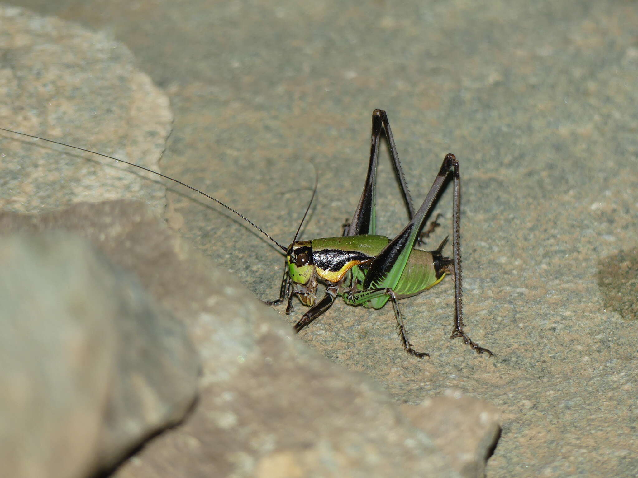 Image of Eupholidoptera tyrrhenica Allegrucci, Massa, Trasatti & Sbordoni 2014