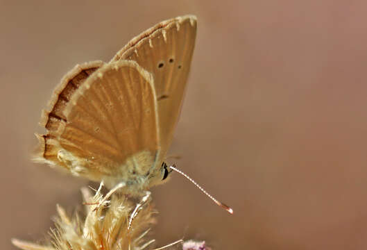 Image of Polyommatus antidolus (Rebel 1901)