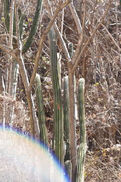 Image of Pilosocereus alensis (F. A. C. Weber ex Rol.-Goss.) Byles & G. D. Rowley