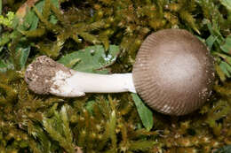 Image of Amanita virginiana (Murrill) Sacc. & Trotter 1925