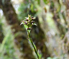 صورة Werauhia hygrometrica (André) J. R. Grant