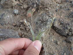 Image of Plantago ovata var. insularis (Eastw.) S. C. Meyers & Liston