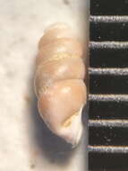 Image of <i>Gastrocopta procera</i>