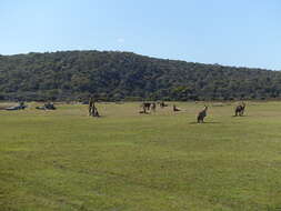 Image of Tasmanian forester kangaroo