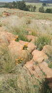 Image of Leonotis ocymifolia var. schinzii (Gürke) Iwarsson