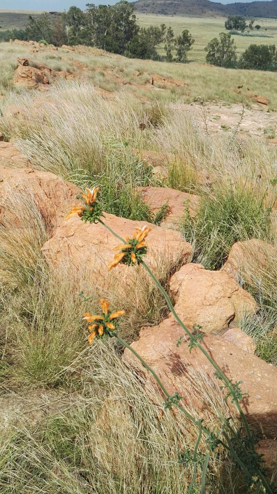 Image of Leonotis ocymifolia var. schinzii (Gürke) Iwarsson