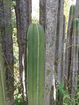 Sivun Echinocereeae kuva