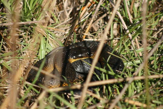 Image of Notechis scutatus occidentalis Glauert 1948