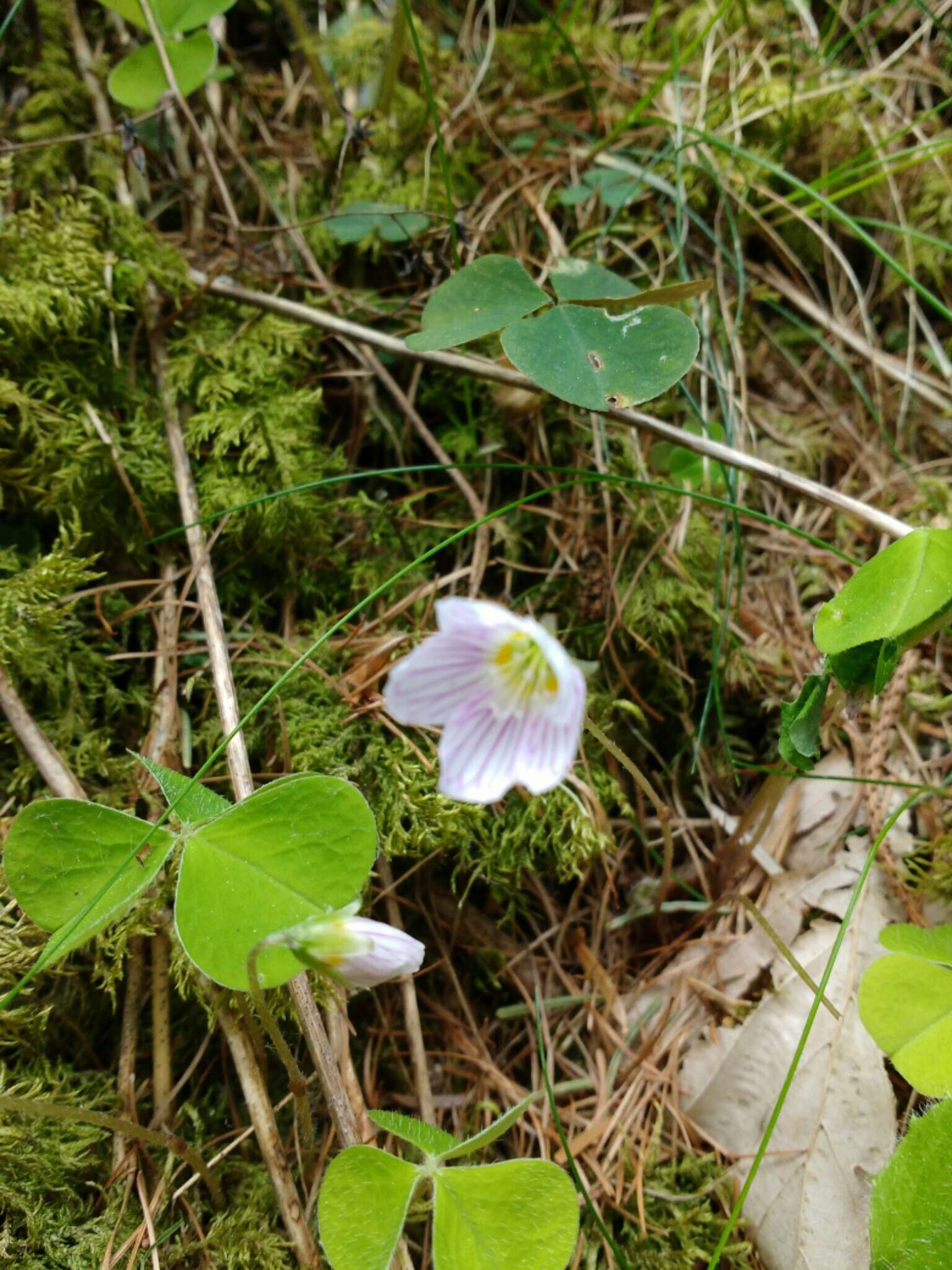 Imagem de Oxalis acetosella L.